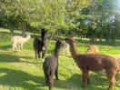 Caught them eating the apple tree :-)