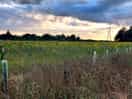 Sunflower field!