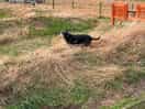 The windbreaks between bay with the king of the castle