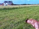 Dog bathing paradise