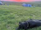 Dog loved it too