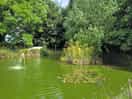 Lovely pond