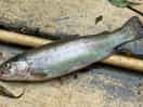 Son caught his first fish, a trout, we cooked on the fire and eat for tea! delicious!