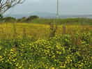 Site
