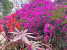 Beautiful flowers