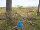 Cookie monster out on an adventure