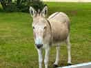 You’ll definitely see donkeys and ponies.