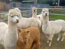 Alpacas