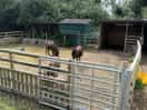 Animals on site
