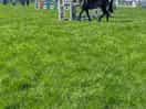 Pembrokeshire county show, great show and day out
