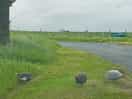 The on site wildlife is amazing, here are some guinea fowl