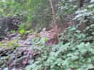 Near stream