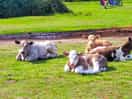 Baby cows