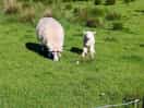 Surrounding sheep