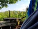 In the hammock, enjoying the view.