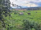 One of the fields close by