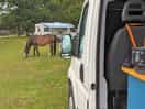 Friendly horses are grazing around the campsite