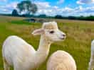 Alpacas