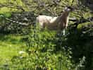 Neighbour