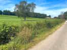 Beautiful and peaceful walk with the dog along the path running by the old church