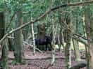 Woodlands