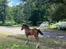 Foal