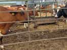 Cows waiting to go back into the fields after milking