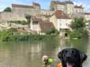 Dogs loving life
