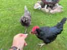 Paying for my eggs