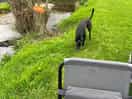 Out of control dog visited our pitch multiple times, also set on our on lead dogs on public path
