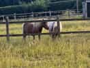 Our neighbours across the field