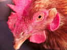Alice the hen