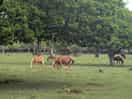 Walking up to horses