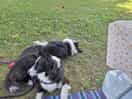 Ideale per i cani