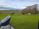 Cows in the field next door
