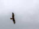 Red kite