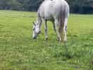 Horses on next field