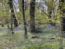 Bluebell wood