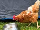 Chicken enjoying the dogs food