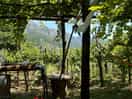 View of the mountain and vineyard