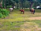 Early morning visitors