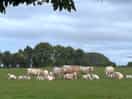Neighboring field