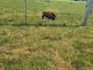 Another sheep