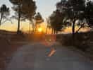 Sunrise through the pine trees leaving camping le bois de pins