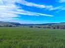 The view
