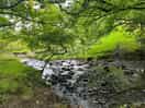 Stream