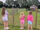 Seeing the alpacas after first arriving