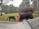A horse by our tent and car