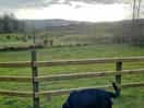 Area for dogs to run free