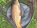 Fish from lakes